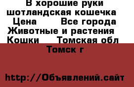 В хорошие руки шотландская кошечка › Цена ­ 7 - Все города Животные и растения » Кошки   . Томская обл.,Томск г.